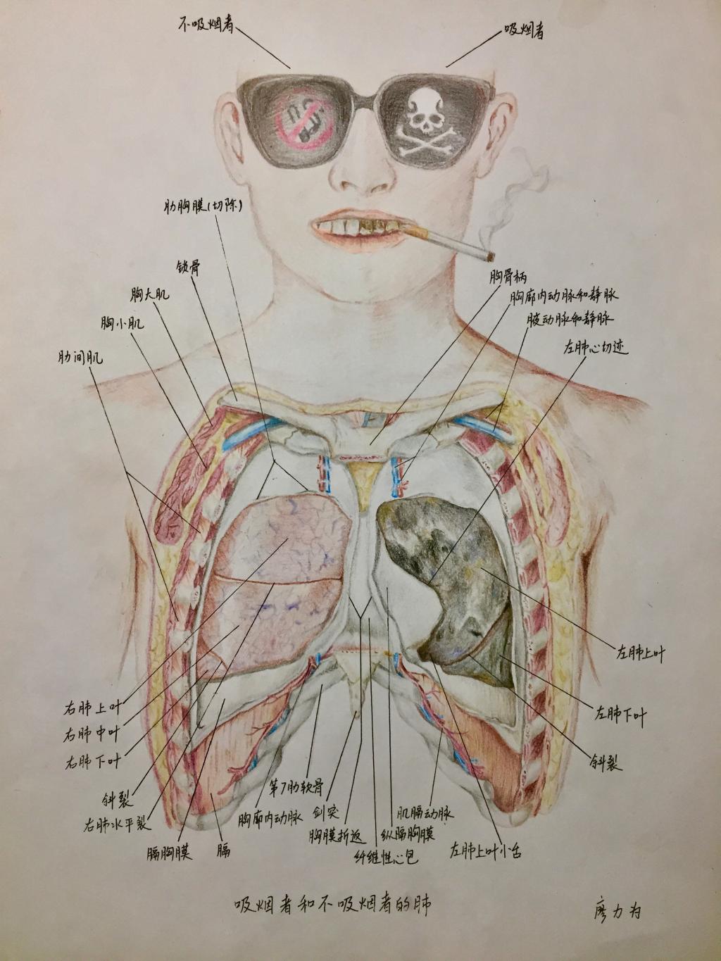 医学生解剖学绘图大赛图片