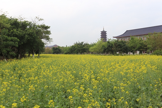 今年春天顺德校区教师公寓空地前，盛开的油菜花引人驻足。.JPG