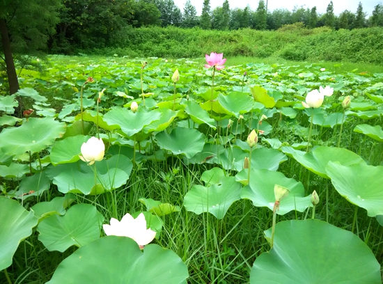 平整校区荒地并种植荷花.jpg